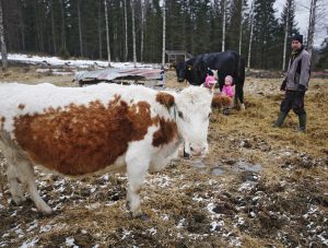 Yllätys raskaus ja kätilöillä kädet täynnä töitä